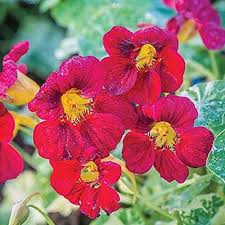 How doers get more done. 9 Of The Best Fast Growing Vegetables And Herbs Gardener S Path