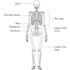 Skeleton Diagram Drawing Schematics Online