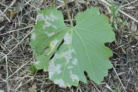 Image result for peronospora grapevine