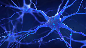 Image result for Neuron