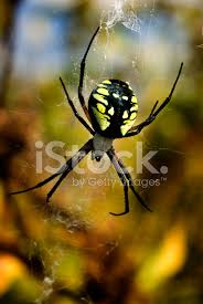 O que é comum em todas elas, é o desenho em formato de flecha na cor preta na sua parte superior, ou seja, seu abdômen. Aranha De Jardim Argiope Aurantia Fotos Do Acervo Freeimages Com