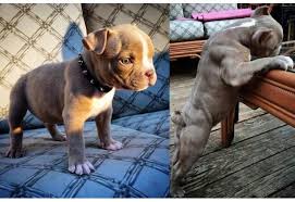 Gorilla max muscle builder advanced muscle builder; Bully Max Gorilla Max Dog Supplements Home Facebook