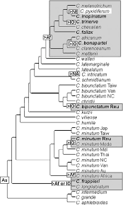 Image result for Crepidomanes chevalieri