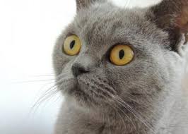 Two er veterinarians discuss major trauma, cpr. What To Do In A Cat Emergency Rau Animal Hospital