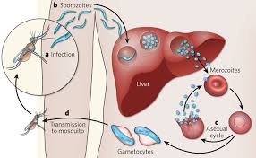 The parasites in mosquitos that spread malaria belong to the once an infected mosquito bites a human, the parasites multiply in the host's liver before infecting and destroying red blood cells. 1001 Bites The Road To A Successful Malaria Vaccine Science In The News