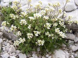 Image result for Arabis alpina