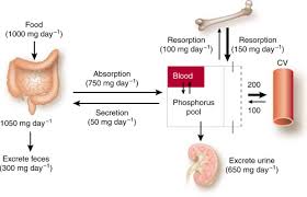Image result for Hyperphosphatemia