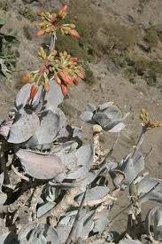 Image result for Cotyledon barbeyi