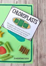 We did not find results for: Plant Cell Model With Noodles Teaching With Jennifer Findley Plant Cell Plant Cell Model Cell Model