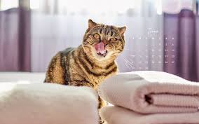 What you need to know is that these images that you add will neither increase nor decrease the speed of your computer. Desktop Cat Wallpaper June 2020 I Like Cats Very Much