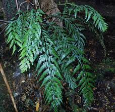 Image result for Asplenium bugoiense