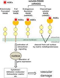 Can Soluble Receptor For Advanced Glycation End Product Srage Levels In Blood Be Used As A Predictor Of Cardiovascular Diseases Atherosclerosis