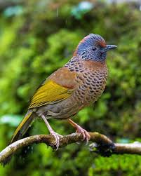 Image result for Erythrocephalum