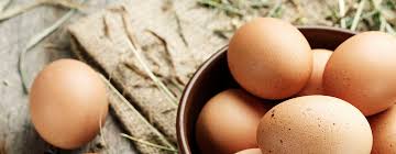 Conclusion for how to cook eggs for dogs? frequently asked questions. Can Dogs Eat Eggs Read Before You Feed Purina