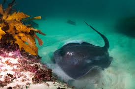 Image result for Rawsonia burtt-davyi