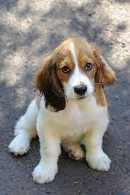 These are some of the cutest basset mixes out there! 10 Heart Melting Basset Hound Mix Breeds To Aww Over