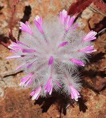 Image result for Nothosaerva