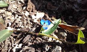 Image result for Commelina latifolia