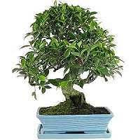 We did not find results for: Ficus Bonsai Care Bonsaischule Wenddorf