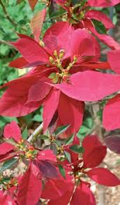 Image result for Aneulophus congoensis