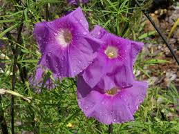 Image result for Ipomoea lapathifolia