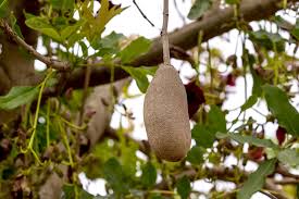 They can live for up to 5,000 years, reach up to 30 metres high and up to an enormous 50 metres in circumference. Sausage Tree San Diego Zoo Animals Plants