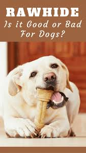 Is Rawhide Bad For Dogs Or Is It Good And Safe