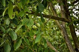 How to grow a walnut tree. Growing Walnut Trees Faqs And Answers Garden Eco