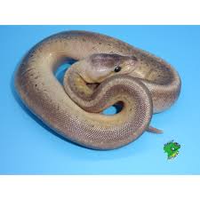2019 male killer clown sold. Pewter Pinstripe Ball Python Baby Strictly Reptiles Inc