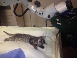 Haysev Dernegi Hayvan Severler Ameliyatta Citir Pitir Kitir Ve Fitir Icin Gereken Bagis Toplanmistir Kediler Bir Klinikte Ameliyat Digerinde Tedavi Olduklari Iki Dekont Yayinlanmaktadir Toplam Masraf 3600 Tl Dir Bu 4