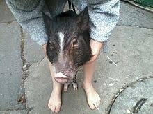 Pigs are no longer just for the barn yard. Miniature Pig Wikipedia