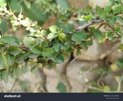 Image result for Gymnosporia glaucophylla