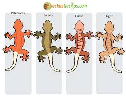 Crested Gecko Morph Guide Wiki Reptiles Amino