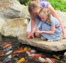 A in my experience of over 25 years, 4 to 5 feet is ideal. How To Protect Koi Fish From Predators How To Defend Koi2020