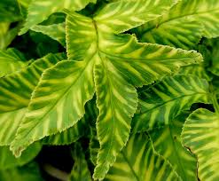 Image result for Coniogramme africana