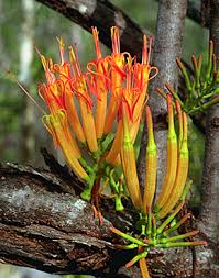 Image result for Loranthaceae