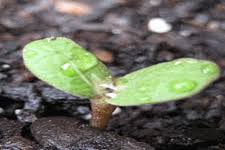 Pin On Garden Nh