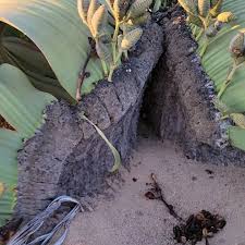 Image result for Arthraerua leubnitziae