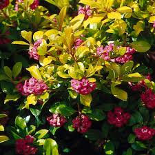 Image result for Escallonia