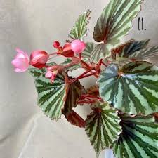Image result for Begonia quadrialata