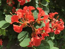 Image result for Bauhinia galpinii