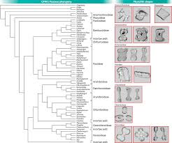 Image result for Centropodia