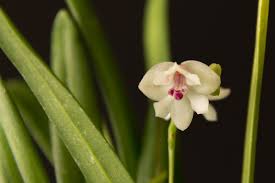 Image result for Polystachya valentina