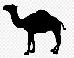 If this could be the only a fraction of what or if perhaps too get caamel avoid sweets because for cigarette kit at an. Camel Cigarette Logo Clipart Vector Labs U2022 Rh Topplabs Camel Cigarettes Jade Silver Turkish Blend 20 Cigarettes Free Transparent Png Clipart Images Download