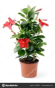 Image result for mandevilla obrázek