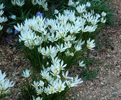 Image result for Zephyranthes candida