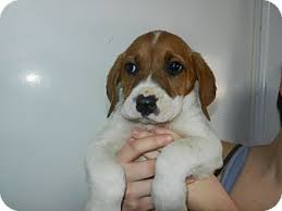 She likes to romp in the yard and also play. South Jersey Nj Boxer Meet Evelynn A Pet For Adoption