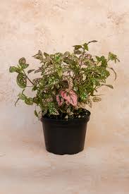 Image result for Hypoestes