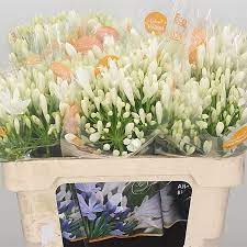 As a flower wholesaler, we want to distinguish ourselves through professionalism, flexibility, quality and sustainability. Agapanthus Bianca Perla 50cm Wholesale Dutch Flowers Florist Supplies Uk