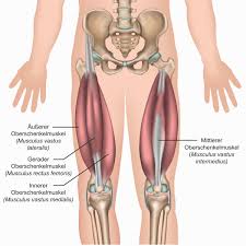 Смотреть что такое beinstrecker в других словарях: Der Beinstrecker Das Sind Die Haufigsten Trainingsfehler